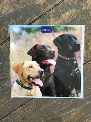 Rspca labrador dogs - labrador, greetings
