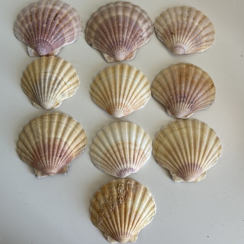 Curved scallop shell pieces - 10,