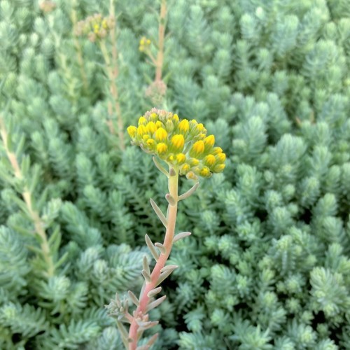Sedum reflexum blue spruce - reflexum,