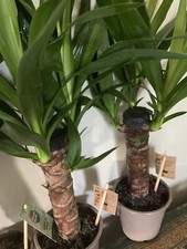 Yucca plant 55cm - 55cm, tall