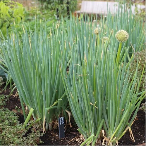 Welsh onion plants allium - plants,
