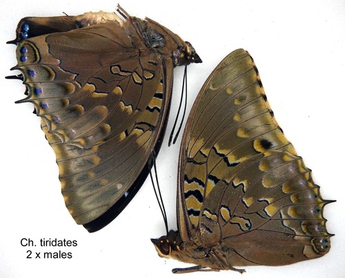 Butterfly charaxinae 2 x - charaxinae,