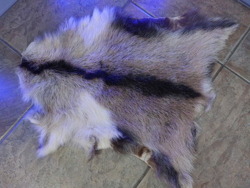 Greek goat skin - goat,