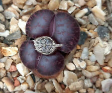 Lithops lesliei "Fred's Redhead" rare cultivar 20 seeds harvested own plants