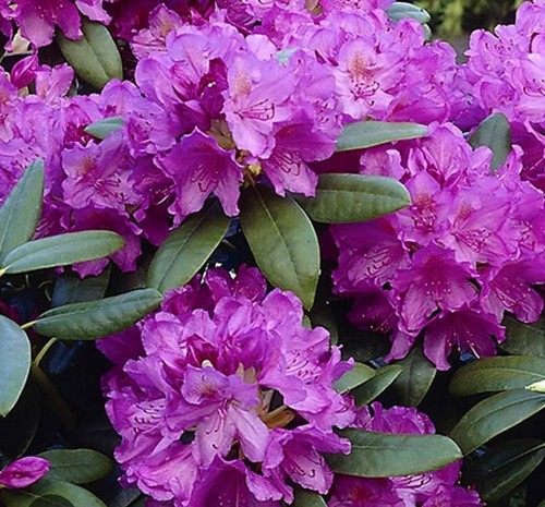 Rhododendron cat graniflorum - cat,