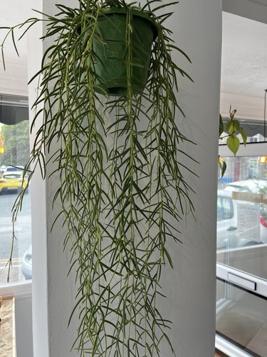 Hoya linearis hanging - linearis,
