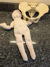 Pelvis and Doll Demonstration Model Female Pelvis Model