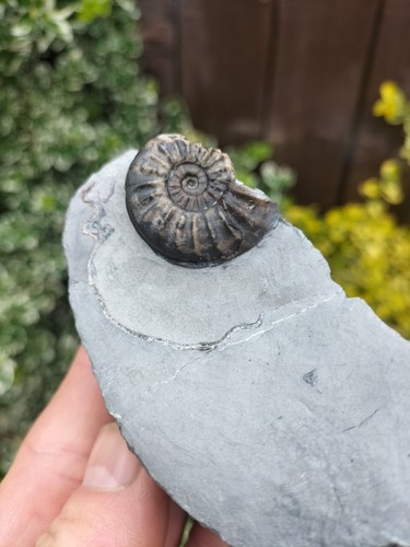 Rare asteroceras blakei - rare,