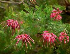 GREVILLEA OLYMPIC FLAME PLANT RED PINK FLOWERS HARDY EVERGREEN SHRUB 2LT POT