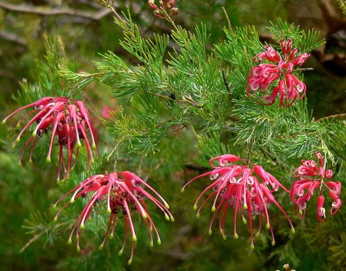 Grevillea olympic flame - grevillea,