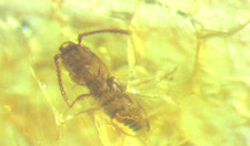 Pliocene amber kenya africa - kenya,