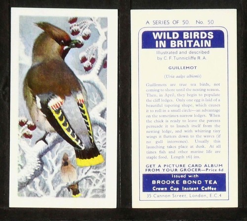 Wild birds britain brooke - wild,