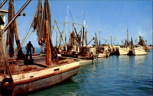 Shrimp boats florida - shrimp,