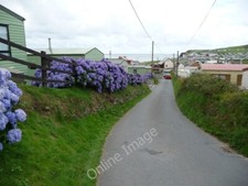 Photo 6x4 Hydrangeas in