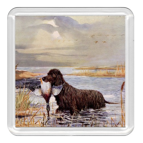 Irish water spaniel dog - water,