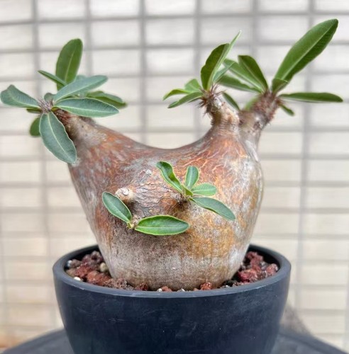 Pachypodium makayense wysiwyg - makayense,