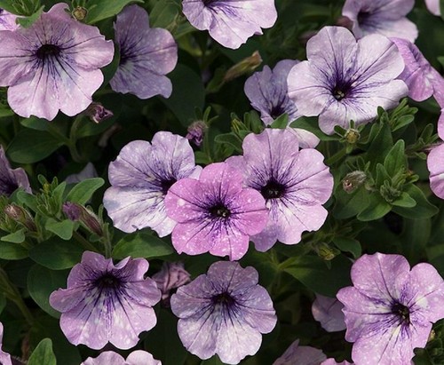 Petunia semi trailing - petunia, semi-trailing