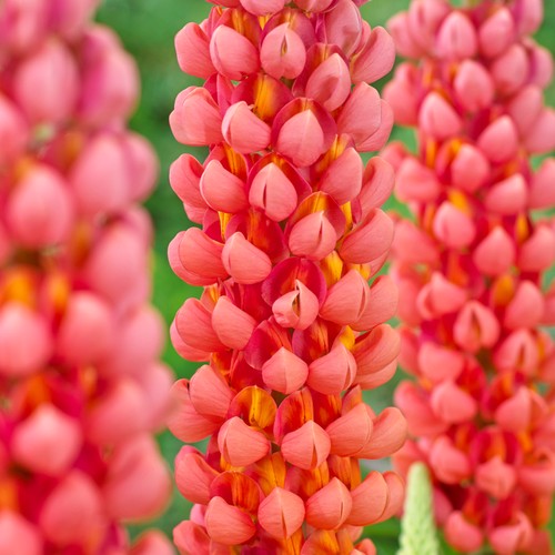 Lupin terracotta upright - lupin, hardy