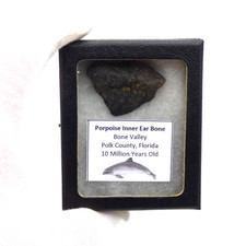 Fossil porpoise ear bone - ear,