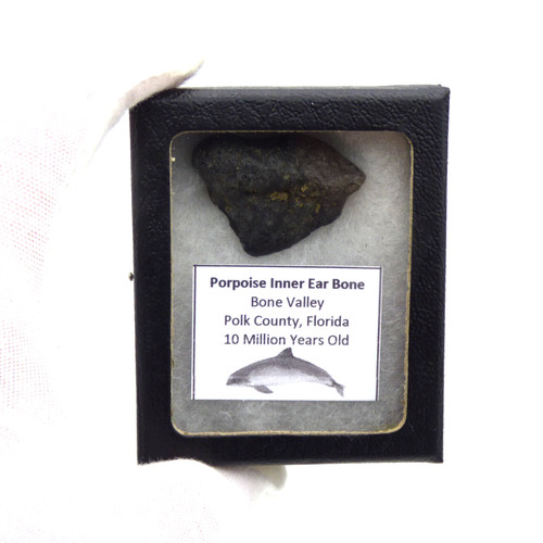 Fossil porpoise ear bone - fossil,
