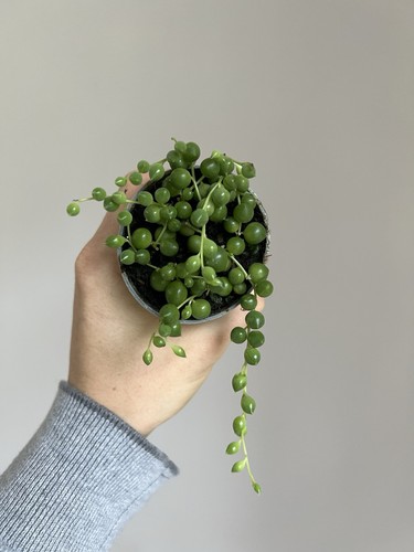 String pearls 6cm - of,