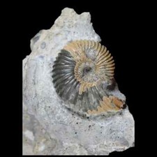 Natura British l Ammonite