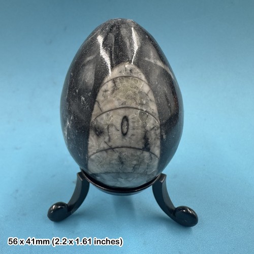 Orthoceras polished fossil - polished,