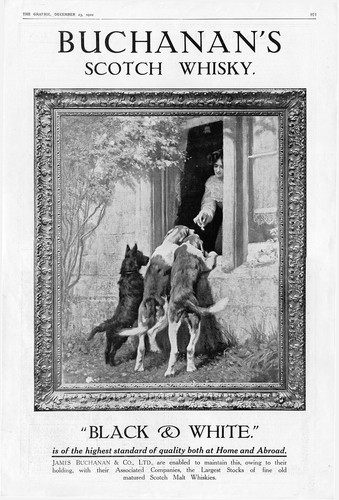 Foxhound scottish terrier - scottish,