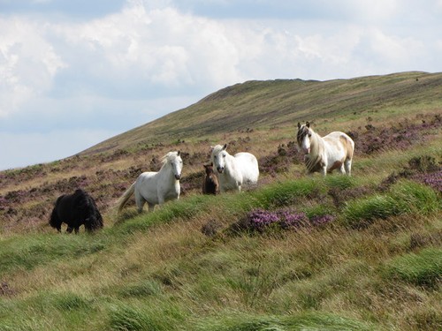 Photo wild horses below - horses,