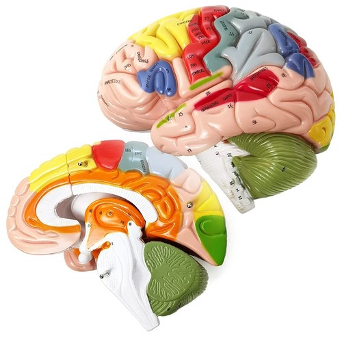 Hadwyn human brain model - human,