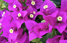 Bougainvillea Elizabeth Angus