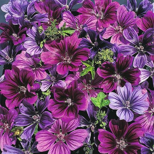 Malva mystic merlin hardy - mystic,