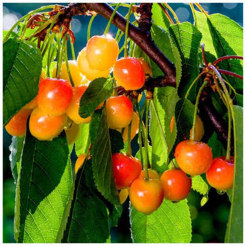 Merton glory cherry tree 5ft - merton, 4-5ft