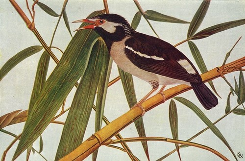 Birds india the pied myna - india.,