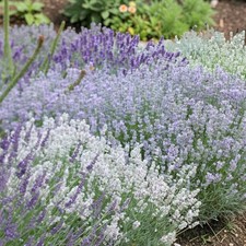 3 x Lavender Plants Mix in 9cm