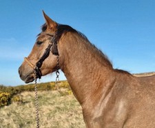 Barefoot 2 In 1 Bridle with