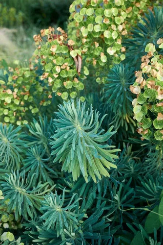 Euphorbia characias
