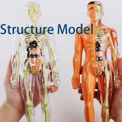 Bones torso skeleton model - torso,