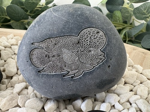 Flowerhorn cichlid engraved - flowerhorn,