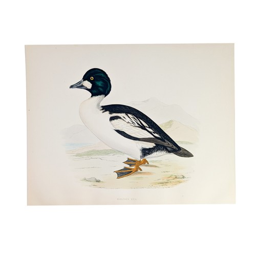 Antique print british game - print,