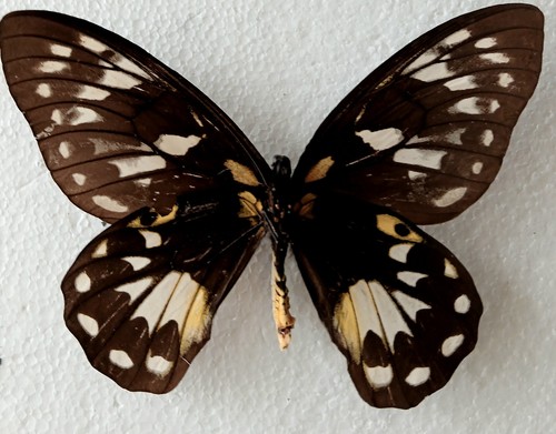 Ornithoptera victoriae large - ornithoptera,