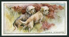 DANDIE DINMONT TERRIER WILLS