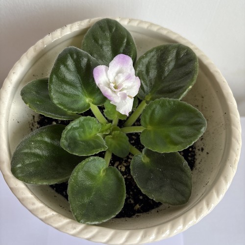 African violet saintpaulia - african,