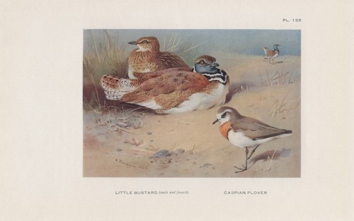 Little bustard vermut - little,