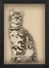 Bengal kitten 4 months old