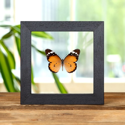African queen butterfly - queen,