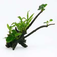 Anubias Nana & Java Fern on