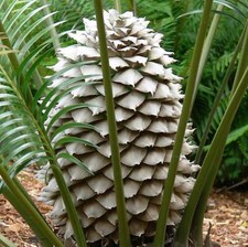 Lepidozamia peroffskyana -