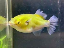 Avocado Puffer 1–1.5” –