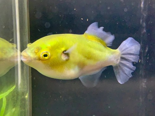 Avocado puffer - puffer, –